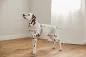 Preview: Hundebademantel beige Robi - PALOPA Preview: Hundebademantel beige Robi - PALOPA