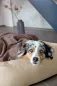 Preview: Hundedecke M - Mathilda in Walnuss -PALOPA Preview: Hundedecke M - Mathilda in Walnuss -PALOPA