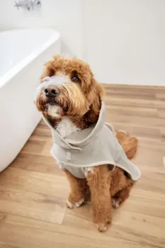 Hundebademantel beige Robi - PALOPA