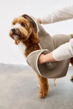 Hundehandtuch Nobs Taupe – saugstark & nachhaltig PALOPA