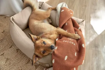 Weiches Hundebett aus Baumwolle in Humus. Nachhaltig, waschbar & stilvoll – Modell Fred von Palopa. Für Hunde mit Anspruch auf Komfort & Design.